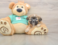 6 week old Shih Tzu Puppy For Sale - Puppy Love PR
