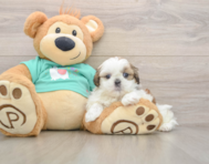 6 week old Shih Tzu Puppy For Sale - Puppy Love PR