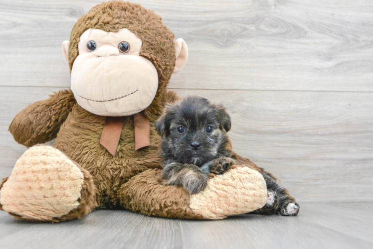 Meet Aaliyah - our Shorkie Puppy Photo 1/3 - Puppy Love PR Popular Shorkie Designer Pup