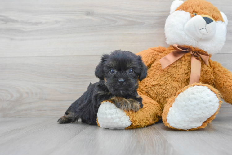 Meet Aaliyah - our Shorkie Puppy Photo 1/3 - Puppy Love PR Sweet Shorkie Baby