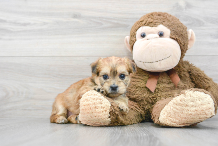 Meet Acadia - our Shorkie Puppy Photo 1/3 - Puppy Love PR Sweet Shorkie Baby