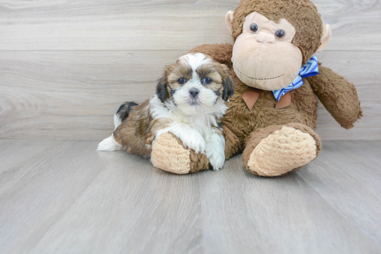 Shorkie Pup Being Cute