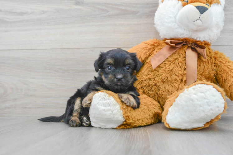 Cute Shorkie Baby