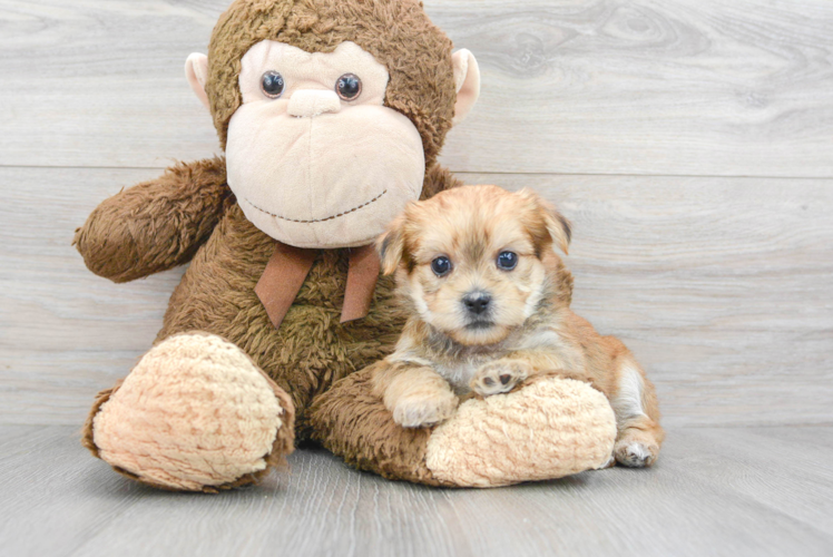 Shorkie Pup Being Cute