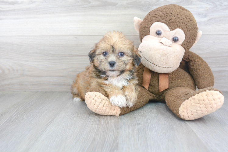 Meet Archie - our Shorkie Puppy Photo 1/3 - Puppy Love PR Best Shorkie Baby