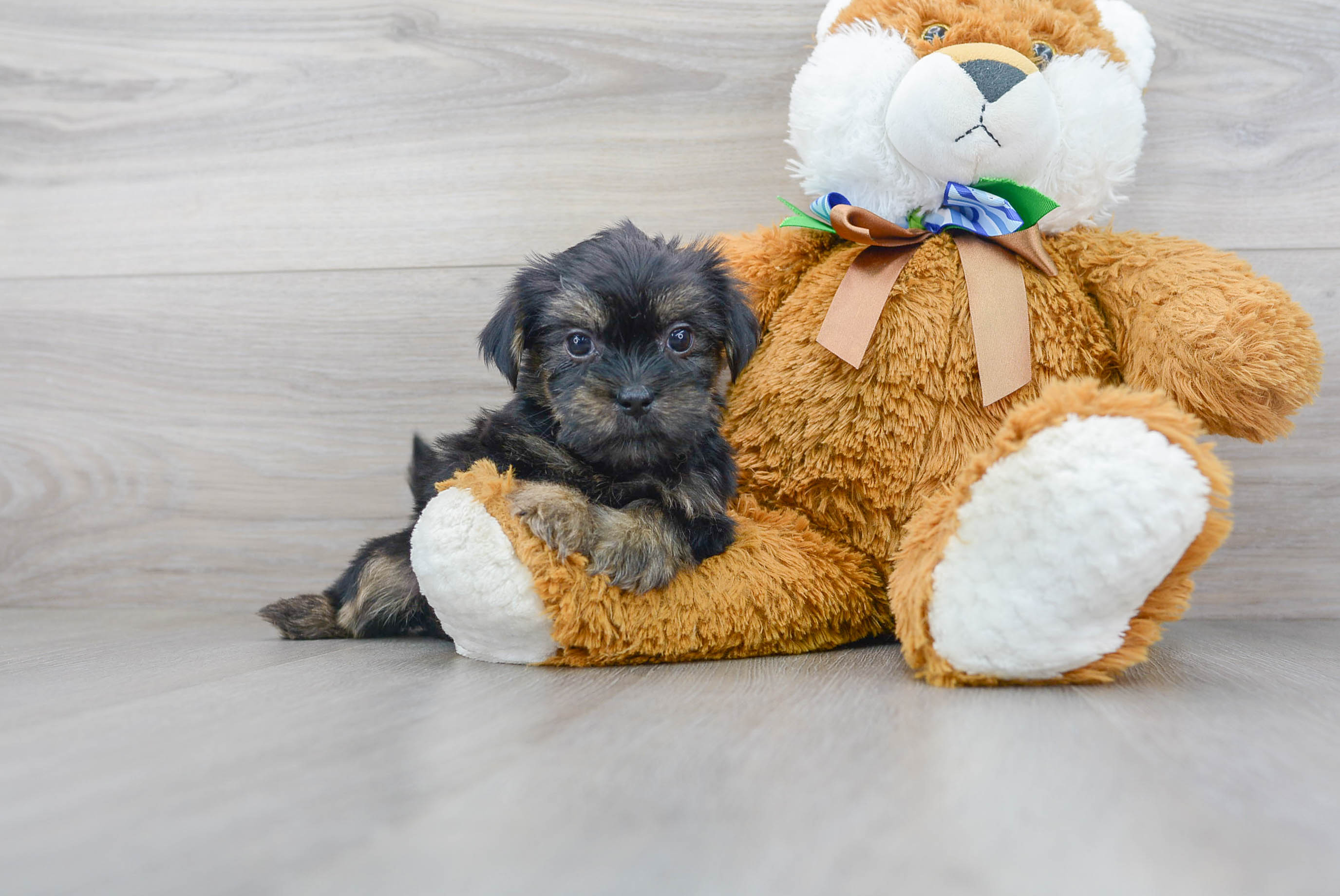 Shorkie Puppy for Adoption