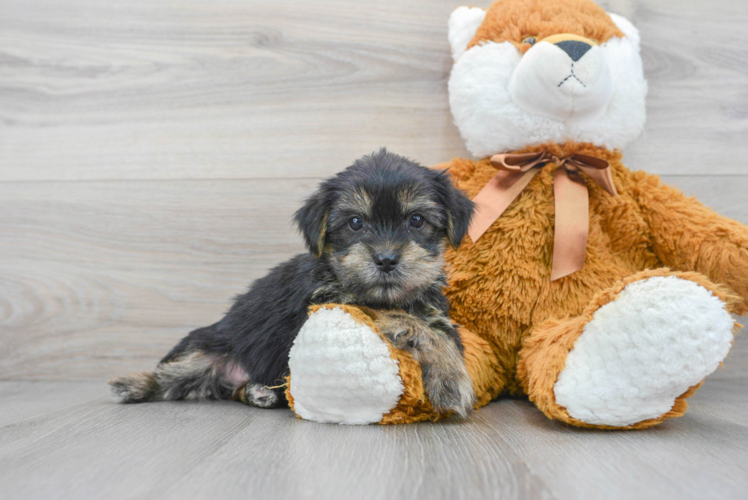 Fluffy Shorkie Designer Pup