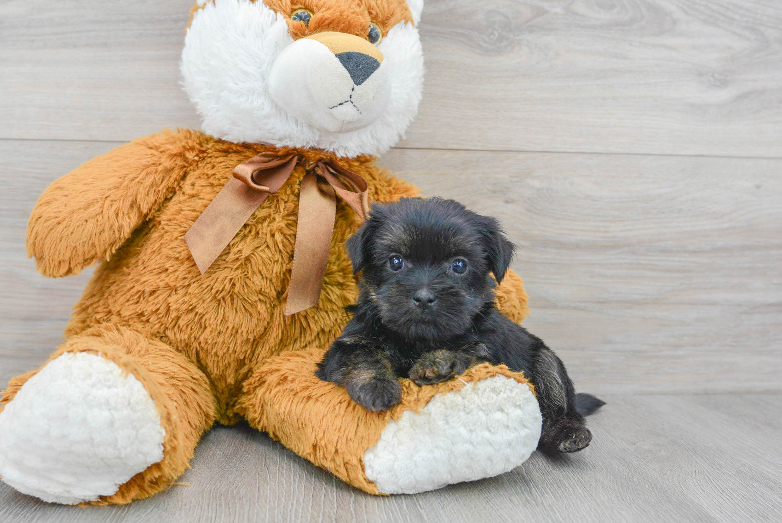 Best Shorkie Baby