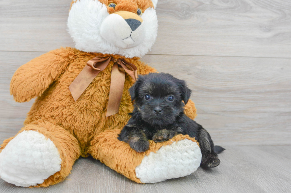 6 week old Shorkie Puppy For Sale - Puppy Love PR