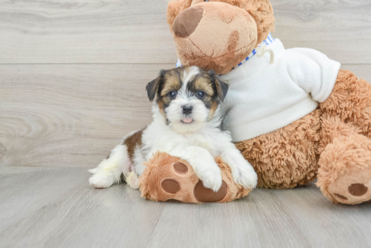 Meet Barney - our Shorkie Puppy Photo 1/3 - Puppy Love PR Smart Shorkie Designer Pup