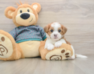 6 week old Shorkie Puppy For Sale - Puppy Love PR