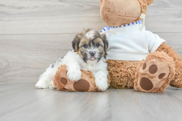 Meet Barry - our Shorkie Puppy Photo 1/3 - Puppy Love PR Shorkie Puppy for Adoption