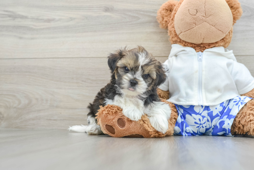 Energetic Shorkie Tzu Designer Puppy