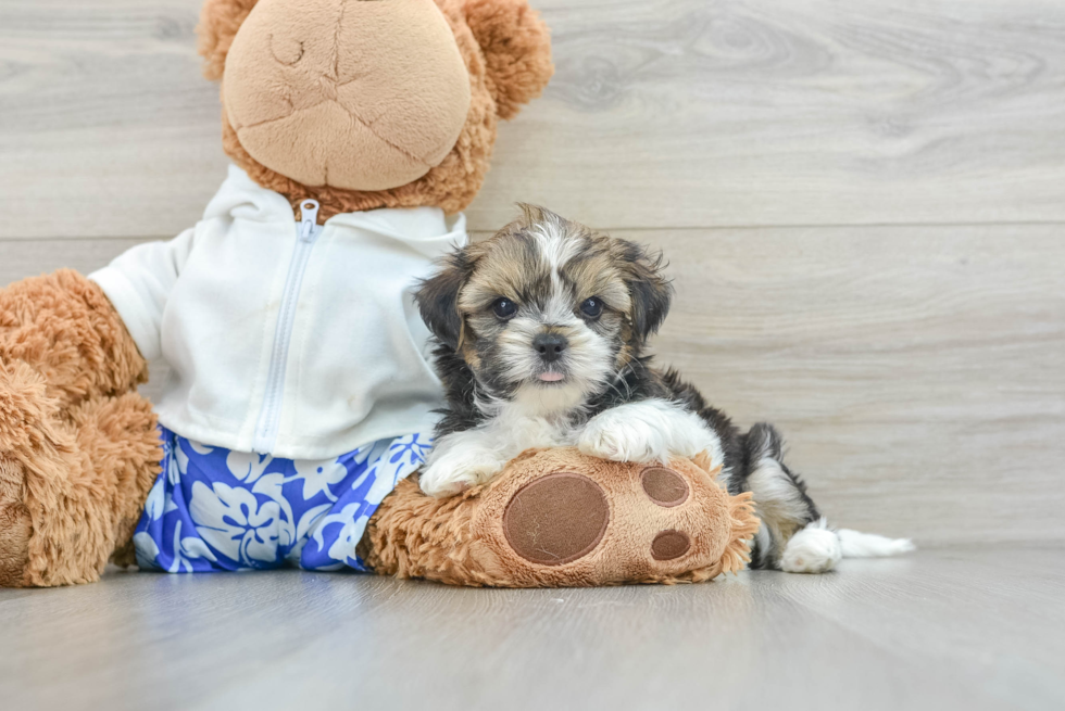 Happy Shorkie Baby