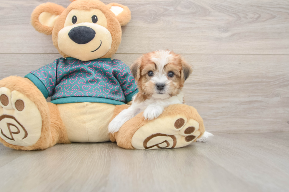 Petite Shorkie Designer Pup