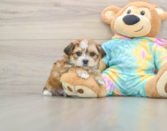 6 week old Shorkie Puppy For Sale - Puppy Love PR