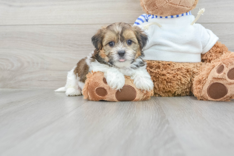 Meet Bauer - our Shorkie Puppy Photo 1/3 - Puppy Love PR Friendly Shorkie Baby
