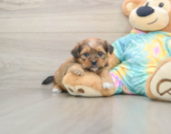 5 week old Shorkie Puppy For Sale - Puppy Love PR