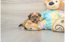 Smart Shorkie Designer Pup