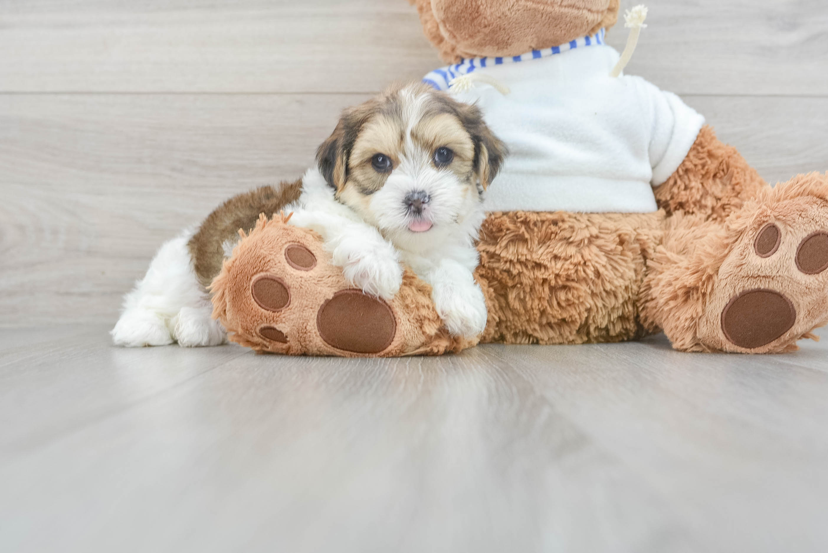 Shorkie Puppy for Adoption