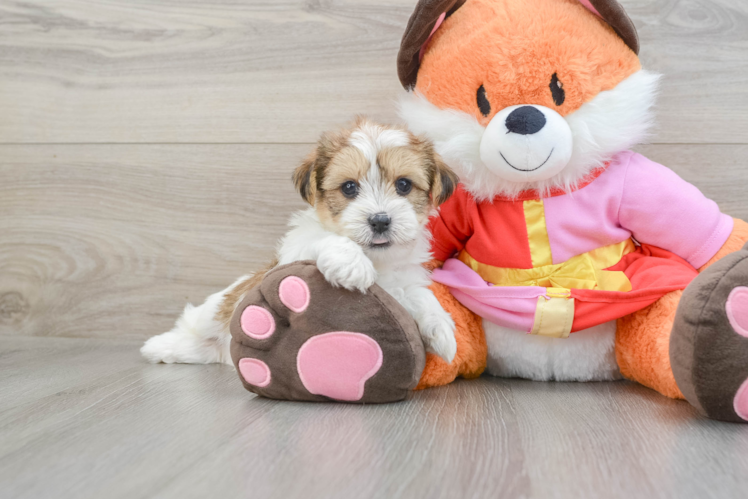 Meet Beck - our Shorkie Puppy Photo 1/3 - Puppy Love PR Shorkie Puppy for Adoption