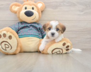 7 week old Shorkie Puppy For Sale - Puppy Love PR