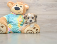 6 week old Shorkie Puppy For Sale - Puppy Love PR