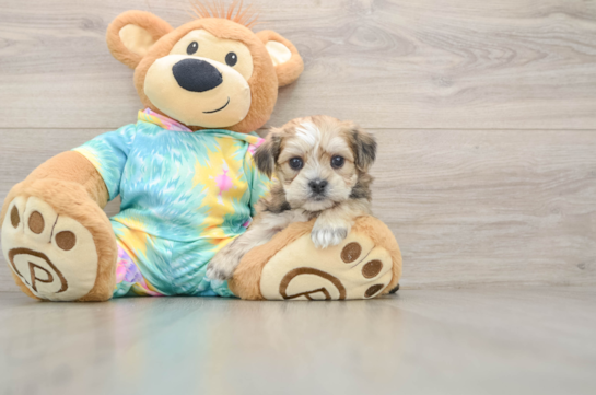 Sweet Shorkie Baby