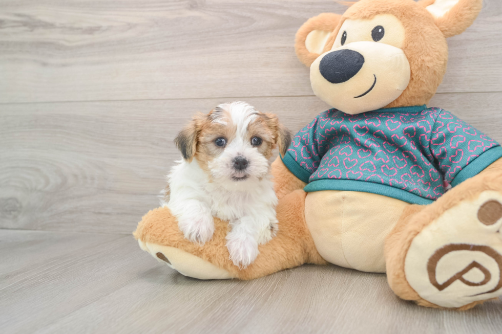 Shorkie Puppy for Adoption