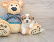 5 week old Shorkie Puppy For Sale - Puppy Love PR