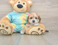 6 week old Shorkie Puppy For Sale - Puppy Love PR
