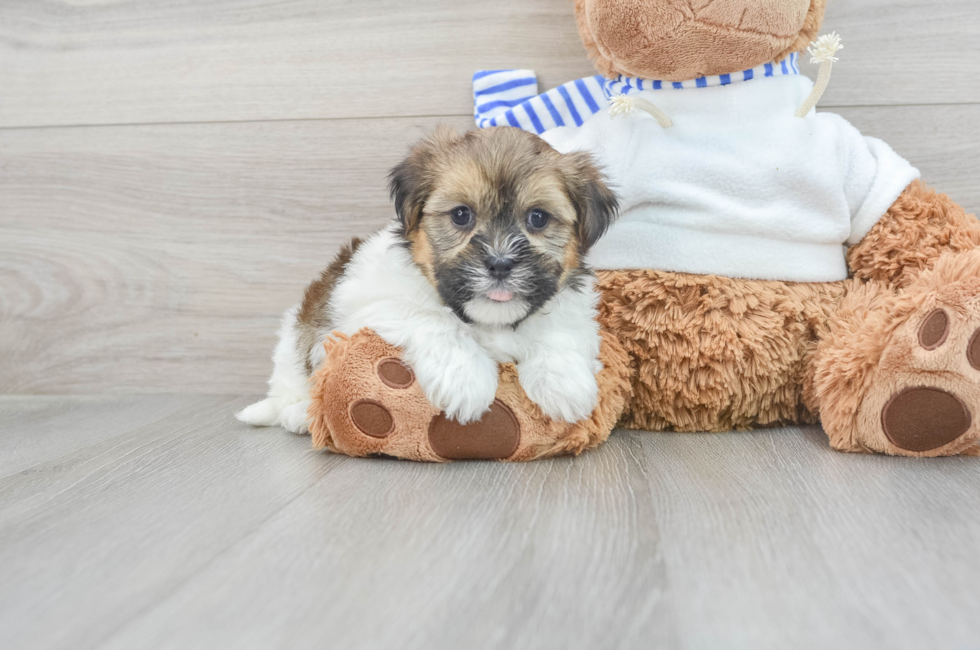 9 week old Shorkie Puppy For Sale - Puppy Love PR