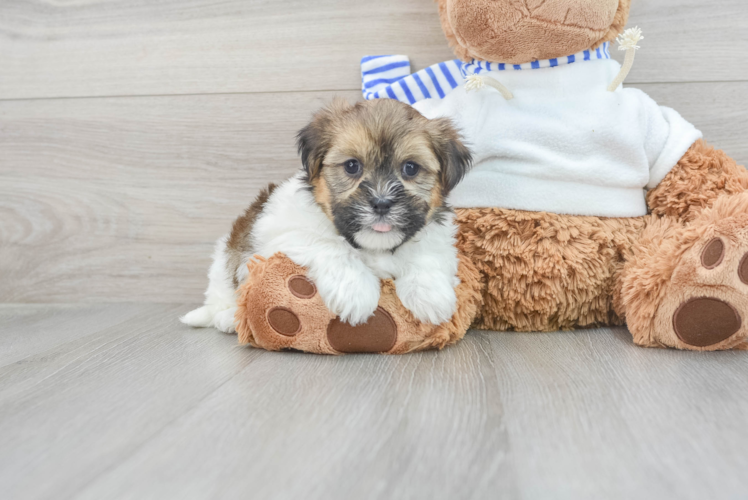 Meet Benjen - our Shorkie Puppy Photo 1/3 - Puppy Love PR Best Shorkie Baby