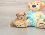 6 week old Shorkie Puppy For Sale - Puppy Love PR
