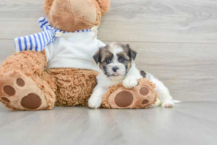 Meet Bethany - our Shorkie Puppy Photo 1/3 - Puppy Love PR Hypoallergenic Shorkie Tzu Designer Puppy
