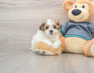 5 week old Shorkie Puppy For Sale - Puppy Love PR