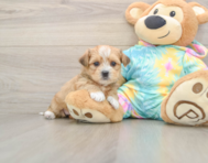 6 week old Shorkie Puppy For Sale - Puppy Love PR
