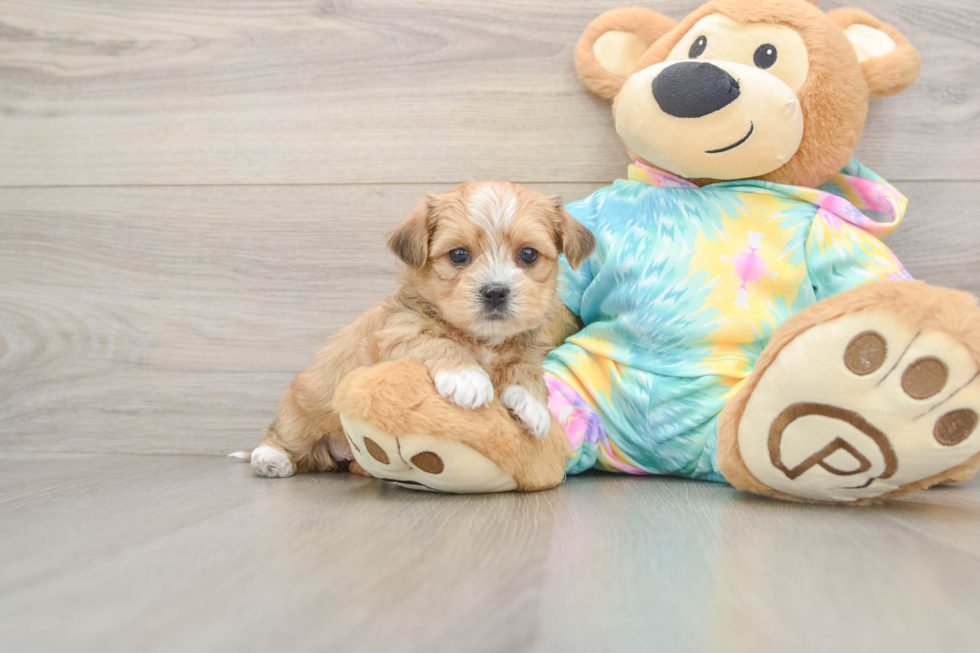 Cute Shorkie Baby