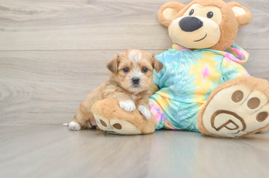 Cute Shorkie Baby