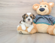 5 week old Shorkie Puppy For Sale - Puppy Love PR