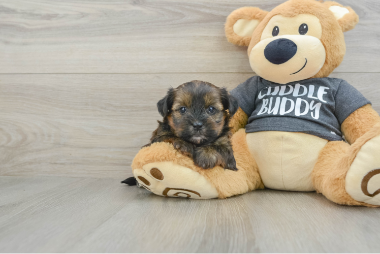 Shorkie Pup Being Cute