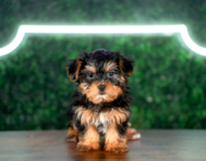 9 week old Shorkie Puppy For Sale - Puppy Love PR