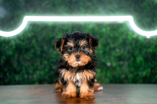 Best Shorkie Baby