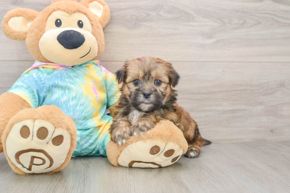 Friendly Shorkie Baby