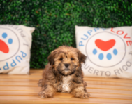 10 week old Shorkie Puppy For Sale - Puppy Love PR
