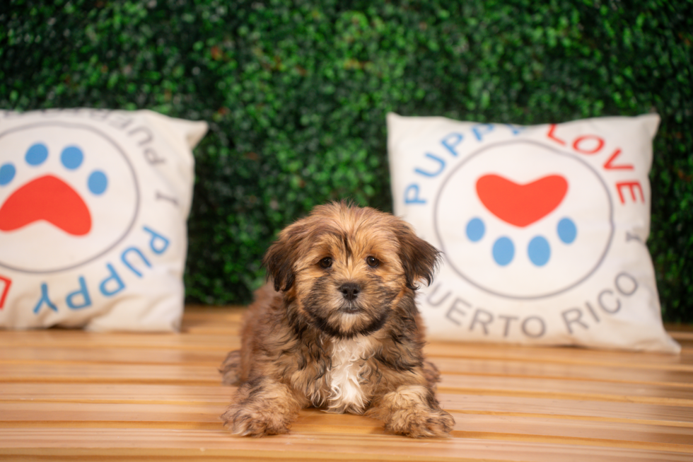 Shorkie Pup Being Cute