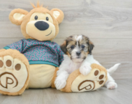 8 week old Shorkie Puppy For Sale - Puppy Love PR