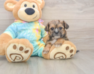 8 week old Shorkie Puppy For Sale - Puppy Love PR