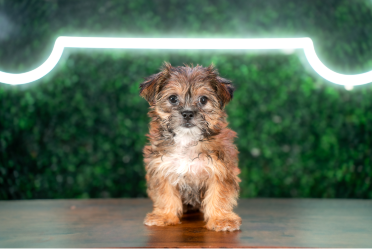 Shorkie Pup Being Cute