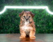 9 week old Shorkie Puppy For Sale - Puppy Love PR